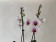 Phalaenopsis Mountion (2 Rispen)