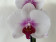 Phalaenopsis Mountion (2 Rispen)