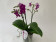 Doritaenopsis Purple Beauty (3 Rispen)