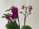 Doritaenopsis Purple Beauty (3 Rispen)