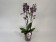 Phalaenopsis Cha Cha 'Big Lip' (2 Rispen)