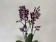 Phalaenopsis Cha Cha 'Big Lip' (2 Rispen)