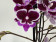 Phalaenopsis Cha Cha 'Big Lip' (2 Rispen)