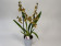 Colmanara Honey Bee (2 Rispen)