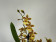 Colmanara Honey Bee (2 Rispen)