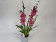 Burrageara Nelly Isler 'Rosy' (2 Rispen)