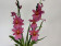 Burrageara Nelly Isler 'Rosy' (2 Rispen)