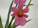 Burrageara Nelly Isler 'Rosy' (2 Rispen)