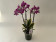 Phalaenopsis Hornglin Vicky variegata 'Peloric' (3-4 Rispen)