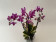 Phalaenopsis Hornglin Vicky variegata 'Peloric' (3-4 Rispen)