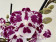 Phalaenopsis Rain Drop 'Kizz' (2 Rispen)