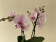 Phalaenopsis My Monroe 'Lipstick' (2 Rispen)