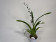 Wilsonara Kolibri 'Black' (2 Rispen)