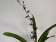 Wilsonara Kolibri 'Black' (2 Rispen)
