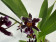 Wilsonara Kolibri 'Black' (2 Rispen)