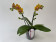 Phalaenopsis Yellow Drops (2 Rispen)