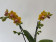 Phalaenopsis Yellow Drops (2 Rispen)