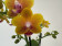 Phalaenopsis Yellow Drops (2 Rispen)