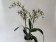 Brassia Tarantula Coral (2 Rispen)