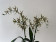 Brassia Tarantula Coral (2 Rispen)