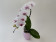 Phalaenopsis Swan 'Red lip' (1 Rispe, inkl. Übertopf)