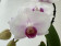 Phalaenopsis Swan 'Red lip' (1 Rispe, inkl. Übertopf)
