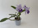 Cattleya Final Blue
