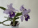 Cattleya Final Blue
