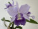 Cattleya Final Blue