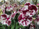 Phalaenopsis Polka 'Big Lip' (2 Rispen)