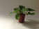 Pilea peperomioides