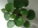 Pilea peperomioides