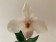 Paphiopedilum In-Charm Handel