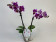 Phalaenopsis Nikki (2 Rispen)