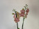 Phalaenopsis Ravello (2 Rispen)