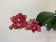 Phalaenopsis Dusty Belle 'Peloric' (2 Rispen)