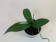 Phalaenopsis Minimark (Jgpfl.)
