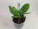 Phalaenopsis venosa (Jgpfl.)