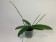 Phalaenopsis Minimark (1 Rispe) -6 cm Topf-