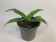 Paphiopedilum Pinocchio (Jgpfl) - Sparset 3 Pflanzen