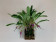 Masdevallia glandulosa (blühstark, nicht in Knospe/Blüte))