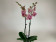 Phalaenopsis Pirate Picotee 'Peloric' (2 Rispen)