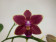 Phalaenopsis Sogo Gotris 'Reverse' (2 Rispen)