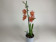 Burrageara Nelly Isler 'Orange' (1 Rispe)