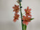 Burrageara Nelly Isler 'Orange' (1 Rispe)