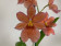 Burrageara Nelly Isler 'Orange' (1 Rispe)