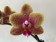 Phalaenopsis Sogo Lawrence (2 Rispen)