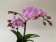 Phalaenopsis Sogo Sakura (2 Rispen)