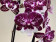 Phalaenopsis Dark 'Kizz' (2 Rispen)