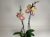 Phalaenopsis Grape Fruit (2 Rispen)